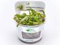 Preview: Grasblättriger Wasserkelch - Cryptocoryne crispatula in vitro